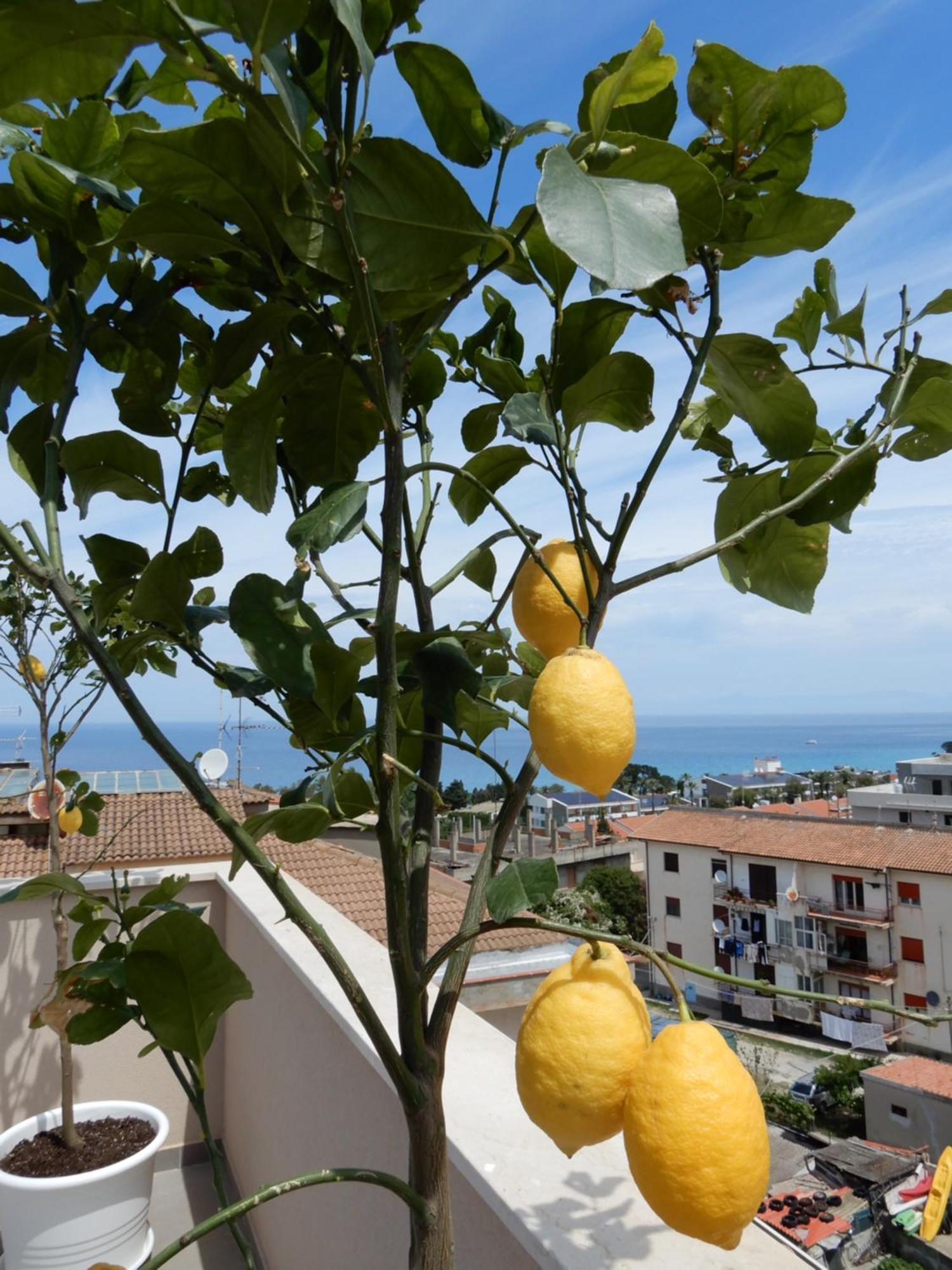 Middle Town Palace Tropea Exterior photo